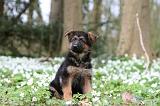 BERGER ALLEMAND 1080